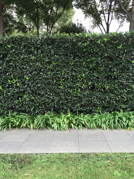 Privacy Shrub Planting in Palmetto