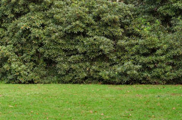Privacy Hedge Planting in Palmetto