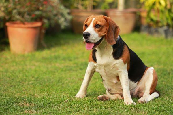 Dog Friendly Landscaping in Palmetto
