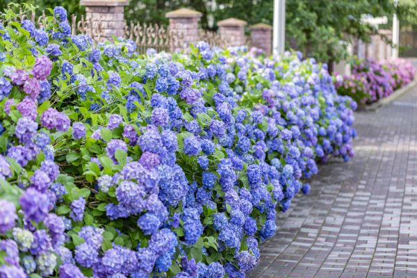 Hydrangea Landscaping in Palmetto