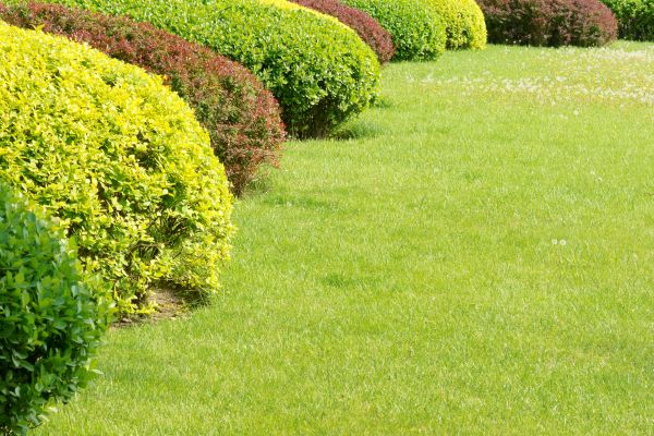 Shrubbery Planting in Palmetto