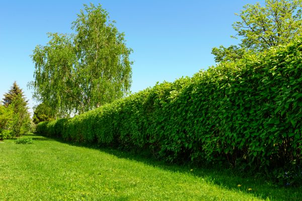 Hedge Replacement in Palmetto