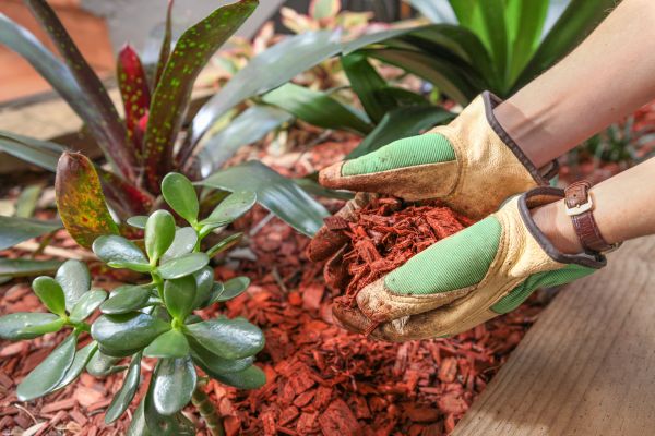 Cedar Mulch Installation in Palmetto