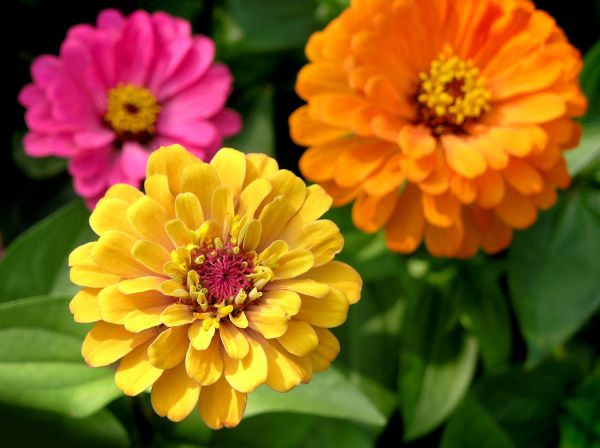Zinnia Planting in Palmetto