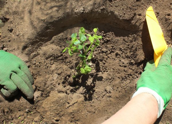 Rose Bush Planting in Palmetto