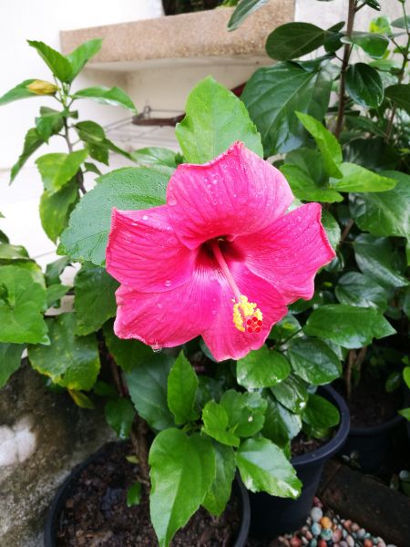 Hibiscus Planting in Palmetto