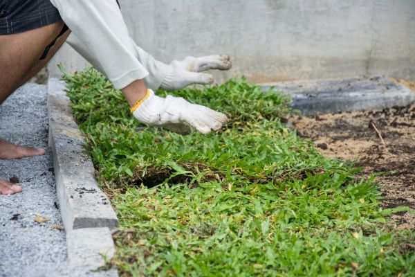 Ground Cover Planting in Palmetto