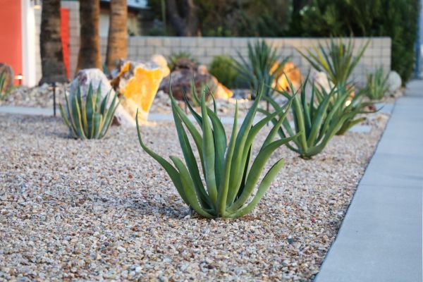 Drought Resistant Landscaping in Palmetto