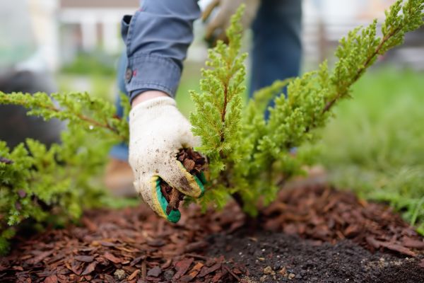 Church Mulching in Palmetto