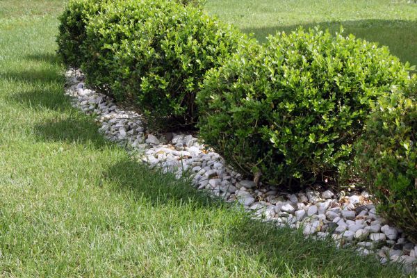 Boxwood Planting in Palmetto