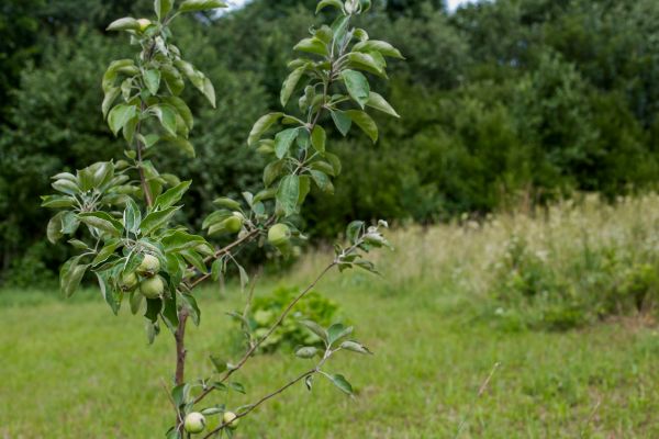 Apple Tree Planting in Palmetto