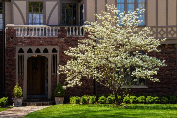 Dogwood Tree Planting in Palmetto